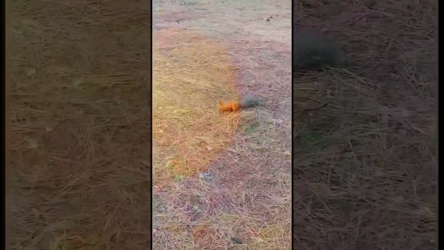 Моя подружка из Волшебного Крымского Леса) смотреть онлайн