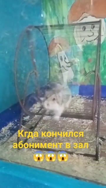 #прикол #хомяк #джунгарики #смешныевидео