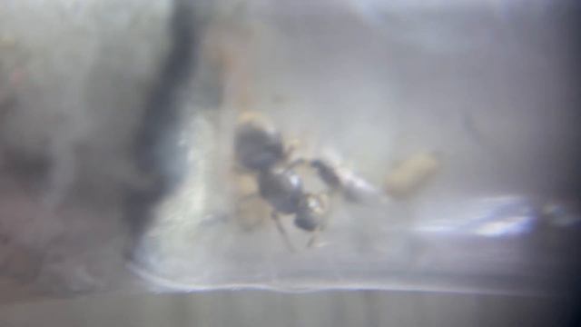 suivi de mes fourmis !! смотреть онлайн