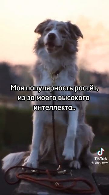 Про собак. Видео из Тик Тока смотреть онлайн