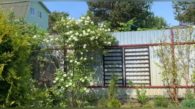 Избавляемся от хлама🍀Потери в саду🍀Азалия🍀Рододендроны🍀Клён Гиннала🍀Борьба с тлей🍀Хосты и др.