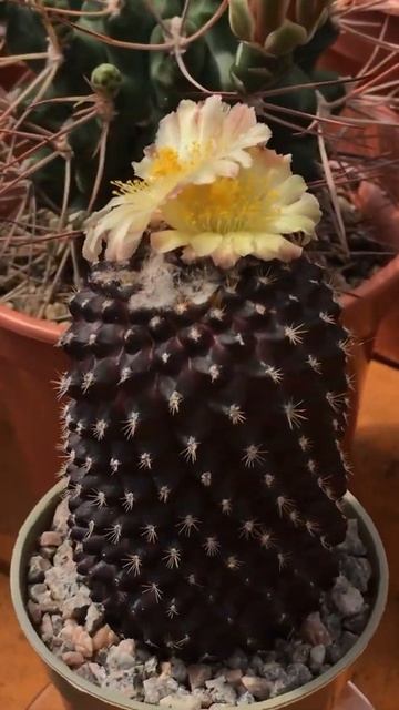 Copiapoa Tenuissima Cactus Flower | Cactus And Succulent Collection #shorts #youtubeshorts