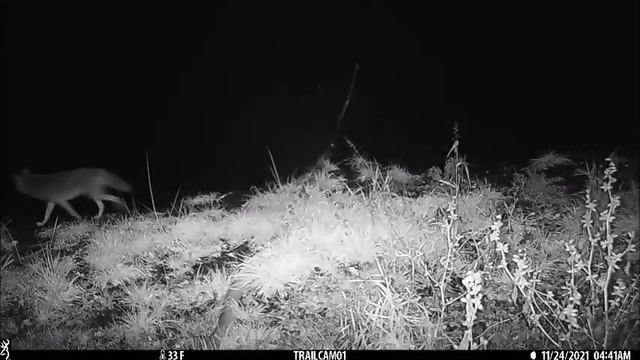 Kelsey Slough Wildlife Camera; November, 2021 смотреть онлайн