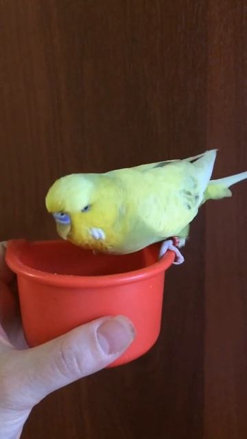 Кушаем по очереди) смотреть онлайн