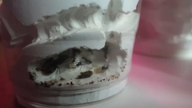 개미 키우기? 벌레를 왜 키워?! 개알못이 흥미를 갖게된 이유! Ant breeding смотреть онлайн