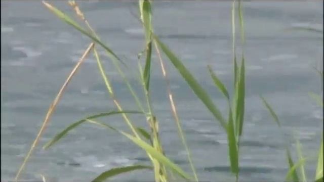 Новости АС БАЙКАЛ ТВ 05.09.2018 смотреть онлайн