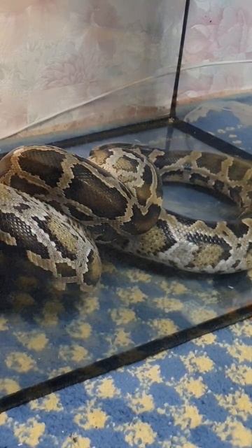 питон атакует смотреть онлайн