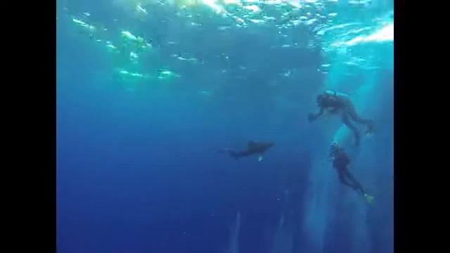Sharks смотреть онлайн