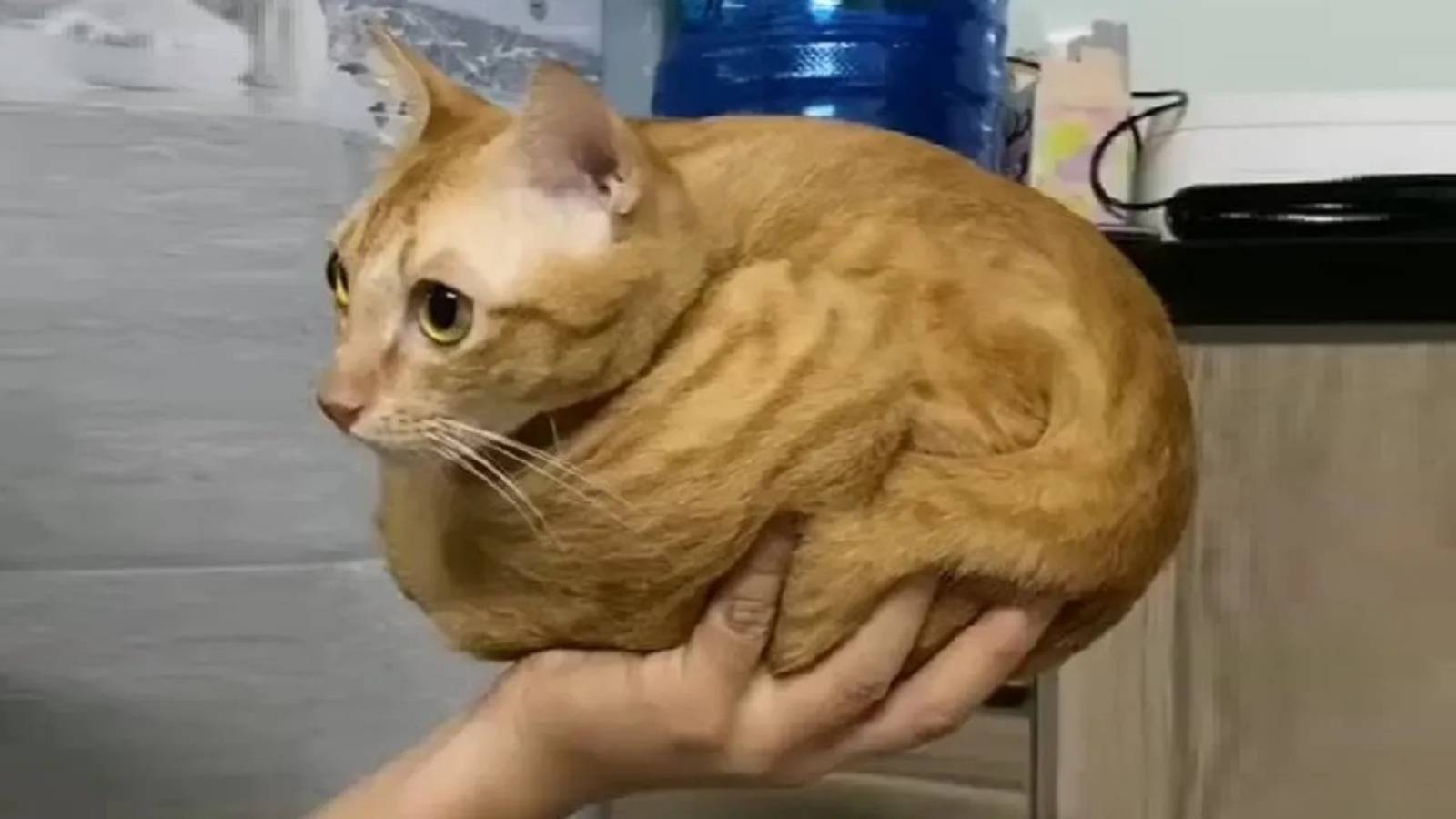 Самый обычный кот... или нет? 😼 смотреть онлайн