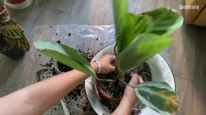 Готовим грунт для калатей. Пересадка калатей.