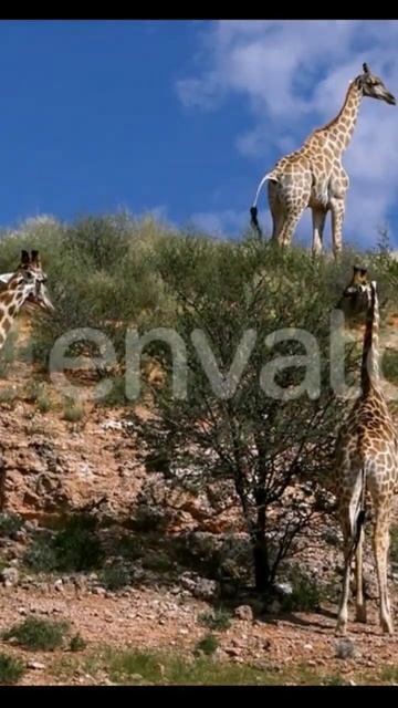 cute Giraffes in Kalahari, South AfricaAll items/Stock Video/Stock Footage/Nature
