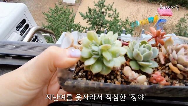 봄비 촉촉🌸푸르미네 다육이들~시트리나 목대이상💢Korean Succulent Plants