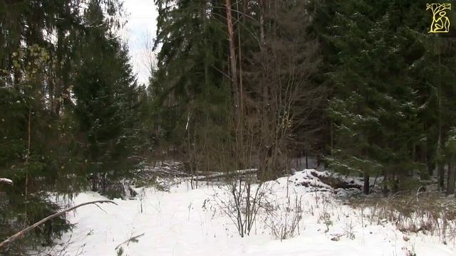 Охота на лося загоном! / Elk hunting in the paddock! смотреть онлайн