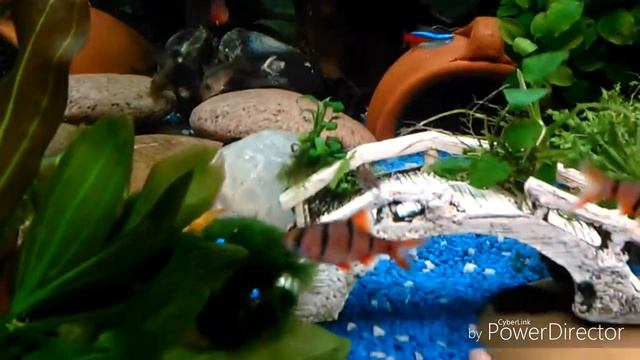 Fünfgürtelbarbe Haltung Zucht Einrichtung смотреть онлайн