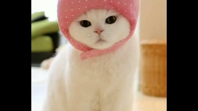 а что в конце делает собака😅 смотреть онлайн