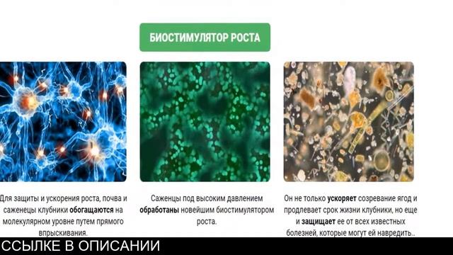 Клубничная ягодница домашняя. Сказочный Сбор смотреть онлайн