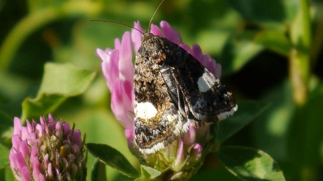 Tyta luctuosa - Thiais 05.2020 - FRANCE смотреть онлайн