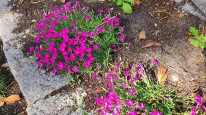 Гвоздика травянка. Май. Декоративное садовое растение на клумбе в мае.