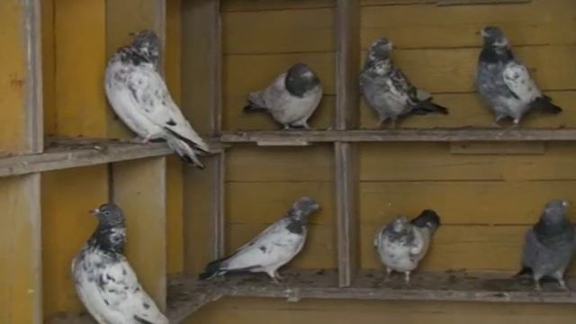 Индо -Пакистанцы смотреть онлайн