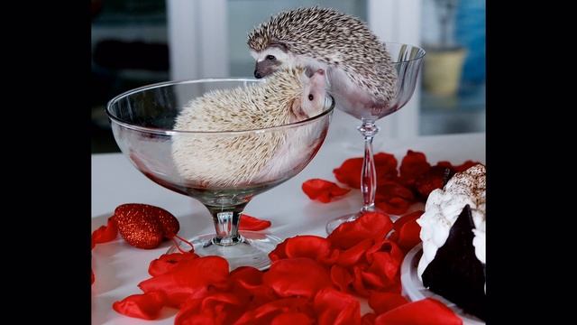 ЕЕЕЕжик смотреть онлайн
