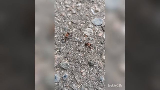 Муравьи, угар видео, прикол, тащит товарища. смотреть всем. смотреть онлайн