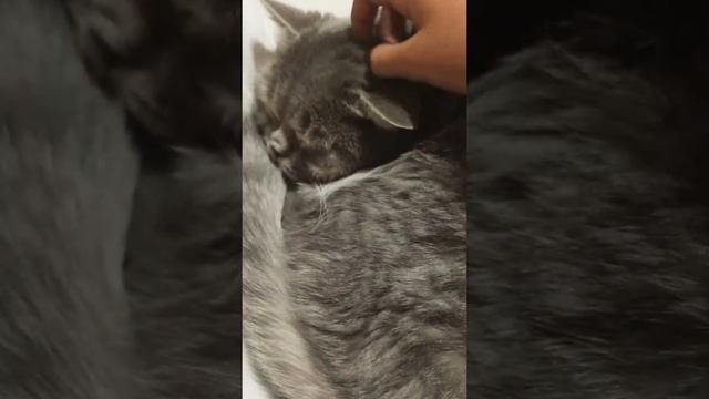 сонный кот Ирбис смотреть онлайн