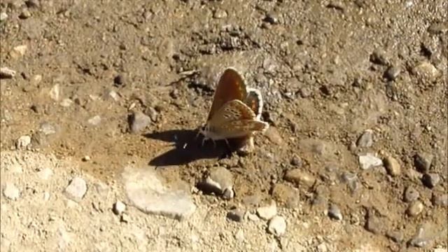 Mariposa Ícaro (Polyommatus icarus) смотреть онлайн