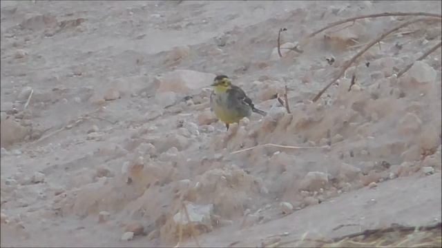 Zitronenstelze смотреть онлайн