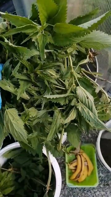 Удобрение "бомба". срочно подкормите огурцы и томаты! #дачарайвасильева #огурцы #томаты #удобрение смотреть онлайн