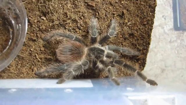 Part 2 Of 2 September 2017 Invert Feeding смотреть онлайн