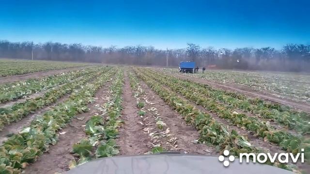 Уборка ,,пекинки''👍 смотреть онлайн