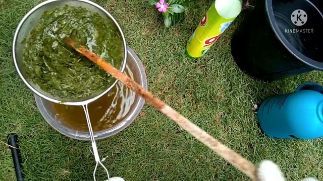 4) Daun sirsak hapuskan HAMA, THRIPS pada tanaman sayuran ( HOMEMADE ORGANIC INSECTICIDE ) смотреть онлайн