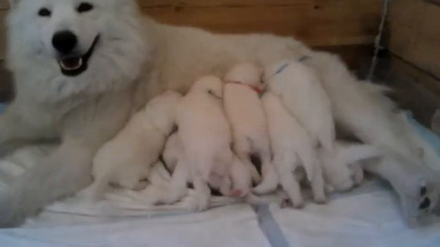 Завтрак #мимими - 2 смотреть онлайн