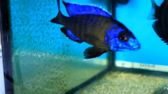 Аулонакара blue neon смотреть онлайн