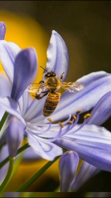 #shorts пчела смотреть онлайн