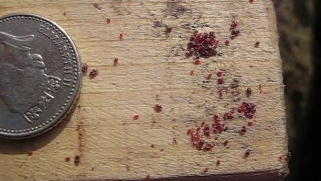 Red Mite смотреть онлайн
