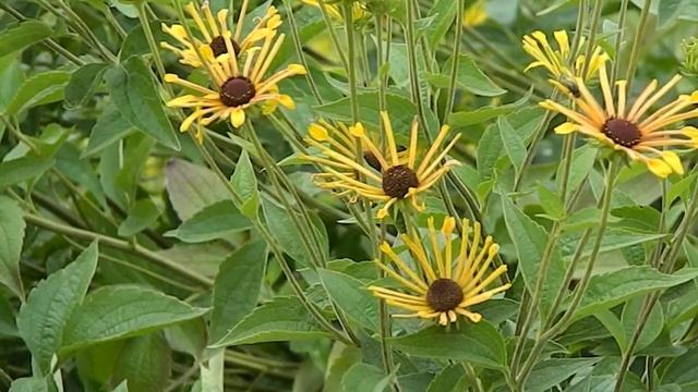 Rudbeckia subtomentosa Henry Eilers смотреть онлайн