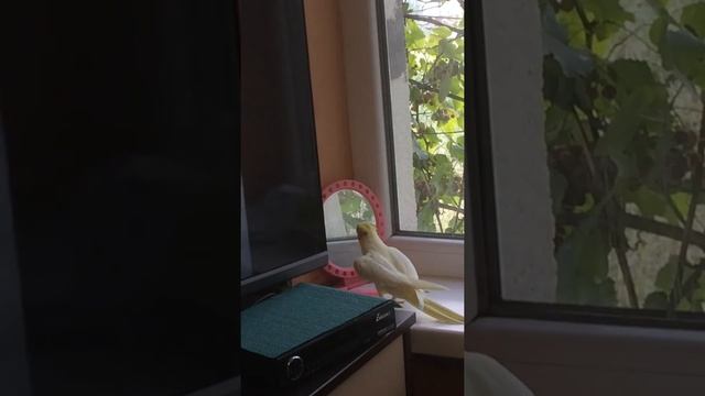 Попугай карела, утренняя песенка смотреть онлайн