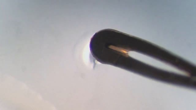 How to pick worms (c. elegans) under microscope смотреть онлайн