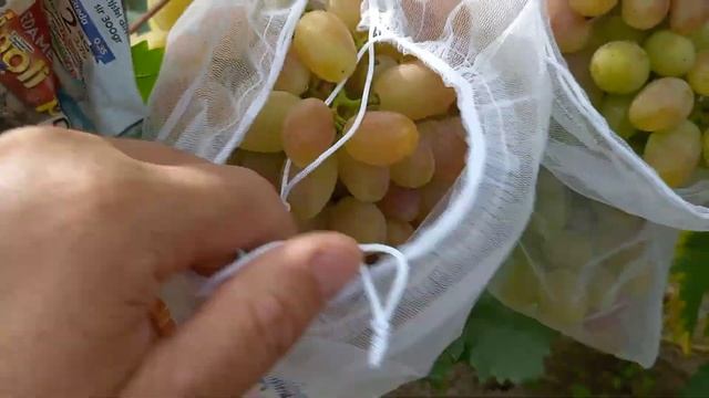 10 godišnji čokoti Izabele prekalemljeni na 3 nove sorte смотреть онлайн