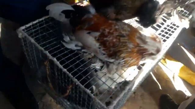 парандабозори калхози расия смотреть онлайн