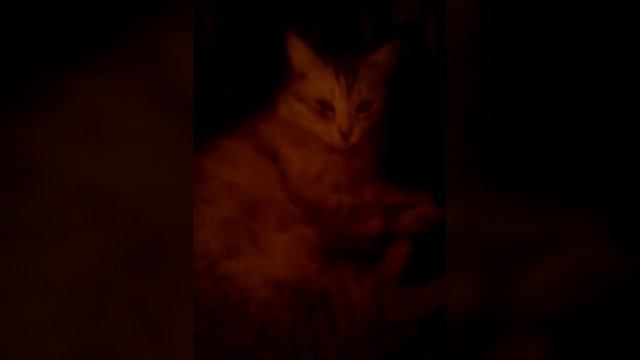 Кошка умеет говорить смотреть онлайн