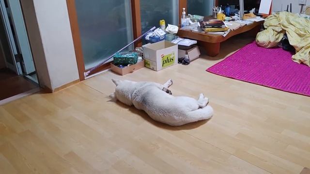 풍산개의 새벽 At dawn, Korean Dogs корейская собака Cani coresi Chiens Coréens Perros coreanos Hunde смотреть онлайн