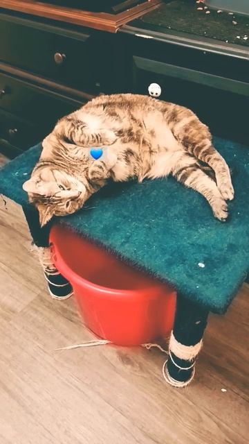 Paint me like your French girls #ilovelucy #shorts #love #titanic смотреть онлайн