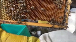 Поймали огромный рой пчёл в ловушку, пересадка в улей.