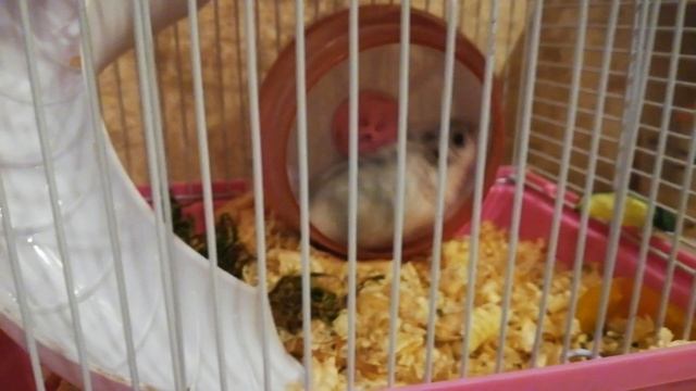 хомяк Пилу в колесе, вечный двигатель смотреть онлайн