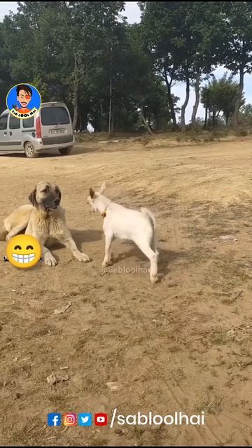 Tumko Bahut Mante Hai || Sab LOol Hai #sabloolhai #funny смотреть онлайн