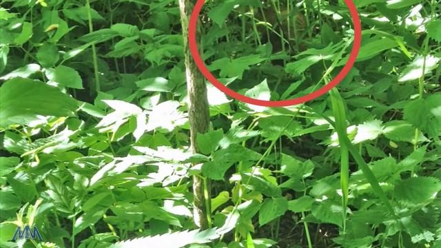 Хитрый Лис смотреть онлайн