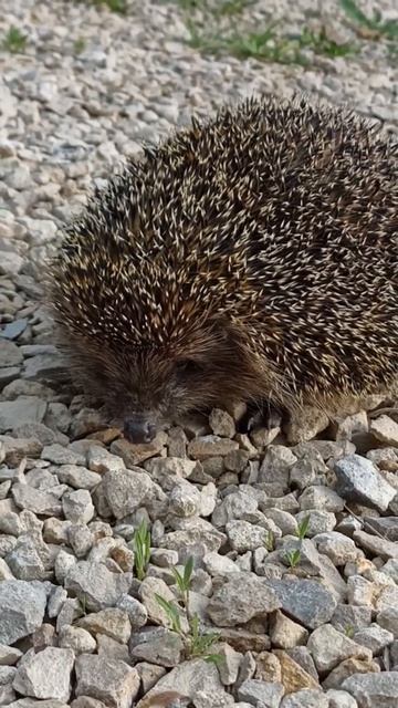 Пусть иголки на спине но я очень милый😊😄 смотреть онлайн