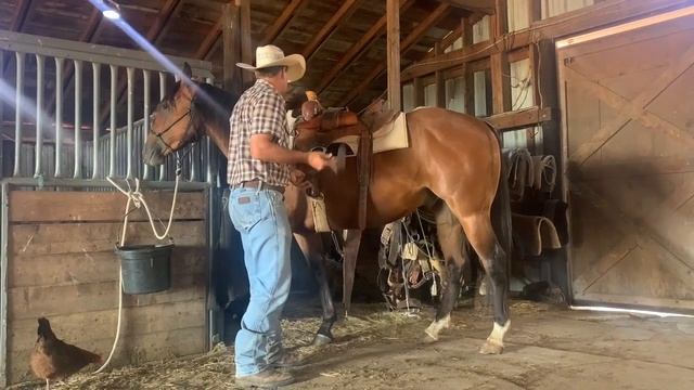 DNS Oaks Cash "Carlos" - Lightly started Ranch gelding смотреть онлайн